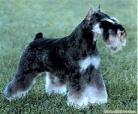 雪纳瑞犬价格